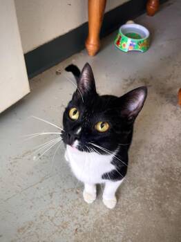 Hyacinth -  Domestic Short Hair Cat for Adoption in Los Angeles, California - Hyacinth | PetCurious