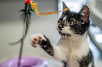 Sawyer -  Domestic Short Hair Cat for Adoption in Hilton Head Island, South Carolina - Sawyer | PetCurious