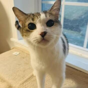 Teddy -  American Shorthair Cat for Adoption in Sandy Springs, Georgia - Teddy | PetCurious