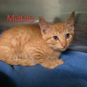 Maple -  Domestic Short Hair Cat for Adoption in Parkersburg, West Virginia - Maple | PetCurious