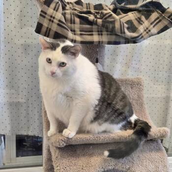 Gumbo -  Domestic Short Hair Cat for Adoption in Morristown, Vermont - Gumbo | PetCurious