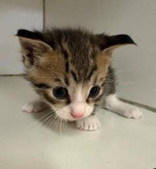Scrabble -  Domestic Short Hair Cat for Adoption in Mason City, Iowa - Scrabble | PetCurious