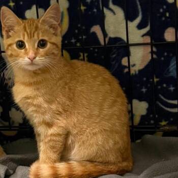 Flame -  Domestic Short Hair Cat for Adoption in Johnstown, Pennsylvania - Flame | PetCurious