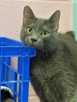 Rescue Domestic Short Hair Cats for Adoption in Sherwood, Arkansas - Shadow | PetCurious