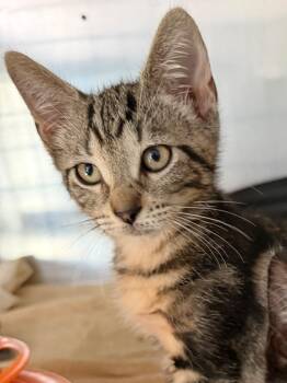 Bodhi -  Domestic Short Hair Cat for Adoption in Pomona, New York - Bodhi | PetCurious