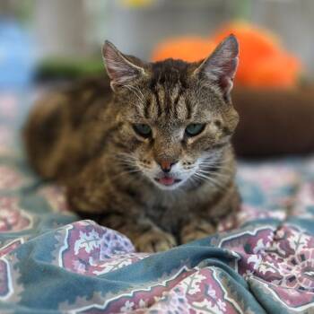 Domestic Short Hair Cats Available for Adoption in Allentown, Pennsylvania - Huckleberry | PetCurious