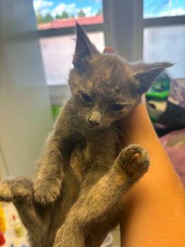 Furby -  Domestic Short Hair Cat for Adoption in Johnson City, Tennessee - Furby | PetCurious
