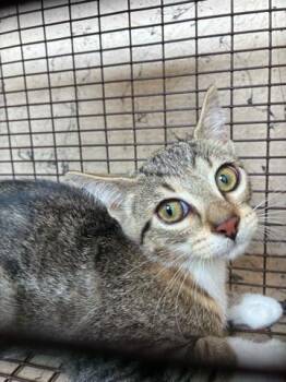 EVERLY -  Domestic Short Hair Cat for Adoption in West Palm Beach, Florida - EVERLY | PetCurious