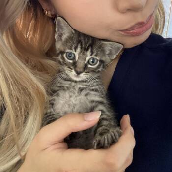 Nero 5 -  Domestic Short Hair Cat for Adoption in Austin, Texas - Nero 5 | PetCurious