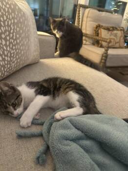 Baby Cakes -  Domestic Short Hair Cat for Adoption in Milton, Georgia - Baby Cakes | PetCurious