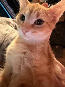 Curry (26-212 C) -  Domestic Short Hair Cat for Adoption in Lansing, Michigan - Curry (26-212 C) | PetCurious