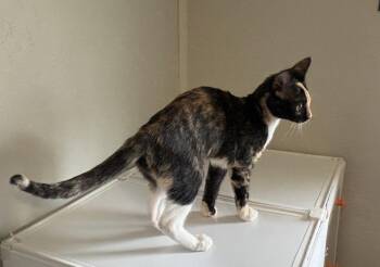 Monet 6828 -  Domestic Short Hair Cat for Adoption in Dallas, Texas - Monet 6828 | PetCurious