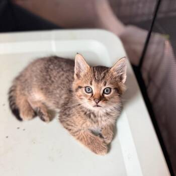Domestic Short Hair Cats Available for Adoption in Granville, Ohio - Topaz | PetCurious