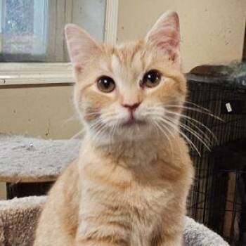 Domestic Short Hair and Tabby Cats Available for Adoption in Lenhartsville, Pennsylvania - Declan | PetCurious