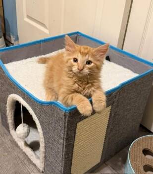 JIMI -  Domestic Long Hair Cat for Adoption in St. Peters, Missouri - JIMI | PetCurious