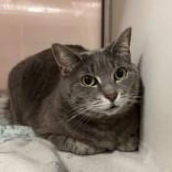 Domestic Short Hair Cats Available for Adoption in Hilliard, Ohio - Monique | PetCurious