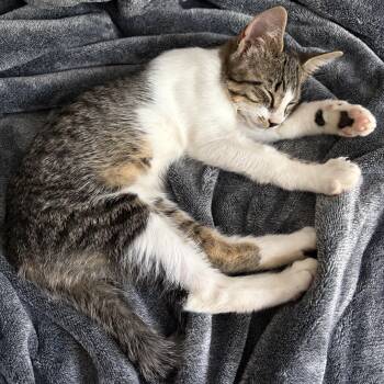 Charlie -  Domestic Short Hair Cat for Adoption in Huntington, Massachusetts - Charlie | PetCurious