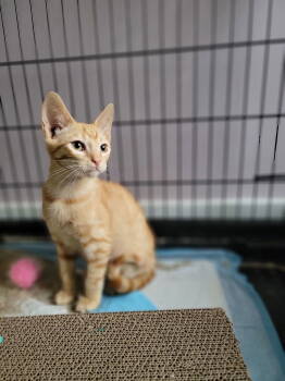 Rescue Domestic Short Hair Cats for Adoption in Nashville, Tennessee - Danny | PetCurious