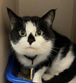Pitchfork -  Domestic Short Hair Cat for Adoption in Bowling Green, Kentucky - Pitchfork | PetCurious