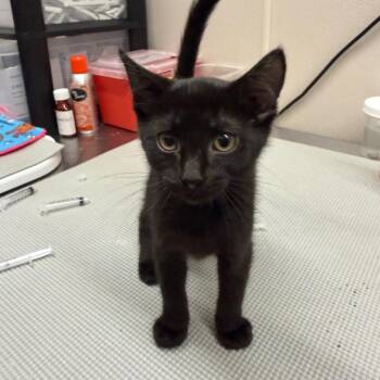 Domestic Short Hair Cats Available for Adoption in Morganton, North Carolina - Pepper | PetCurious