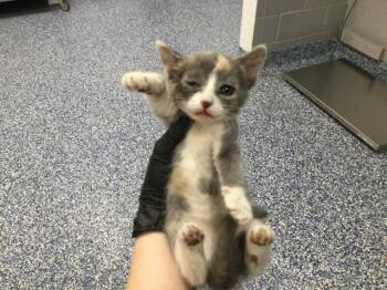 Domestic Short Hair Cats Available for Adoption in Thousand Palms, California - A1919574 | PetCurious