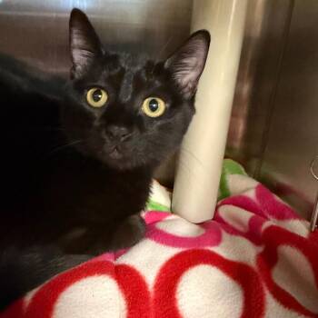 Mint Chocolate Chip -  Domestic Short Hair Cat for Adoption in Keizer, Oregon - Mint Chocolate Chip | PetCurious
