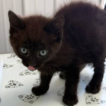 Domestic Short Hair Cats Available for Adoption in Lancaster, Ohio - Elmer | PetCurious