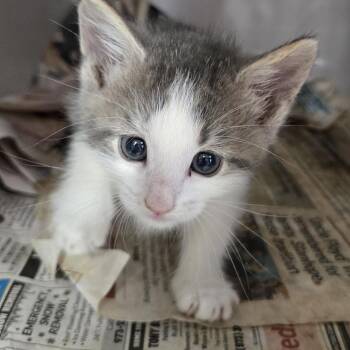 Jessie -  Domestic Short Hair Cat for Adoption in Newark, New Jersey - Jessie | PetCurious