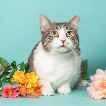 Rescue Domestic Short Hair Cats for Adoption in Hackett, Arkansas - Scooter | PetCurious