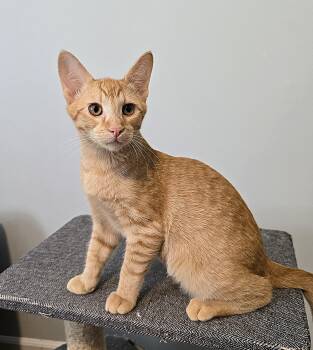 Rescue Domestic Short Hair Cats for Adoption in Wilmington, North Carolina - Mandrake | PetCurious