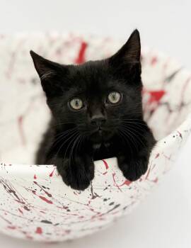 Bombay Cats Available for Adoption in Bedford Hills, New York - Buttons - Baby Orphan Who Can