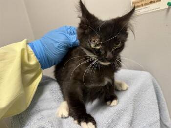 HARRY -  Domestic Medium Hair Cat for Adoption in Kent, Washington - HARRY | PetCurious