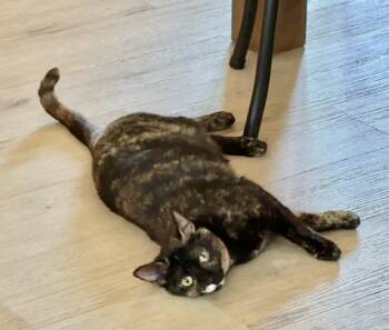 Tortoiseshell and Domestic Short Hair Cats Available for Adoption in Los Angeles, California - Hermione | PetCurious