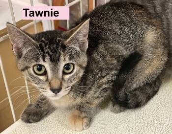Rescue Domestic Short Hair Cats for Adoption in Westfield, New York - Tawnie | PetCurious