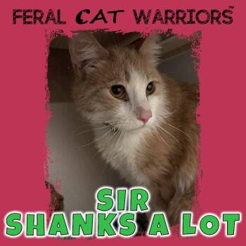 Sir Shanks A Lot -  Domestic Short Hair Cat for Adoption in Kingman, Arizona - Sir Shanks A Lot | PetCurious
