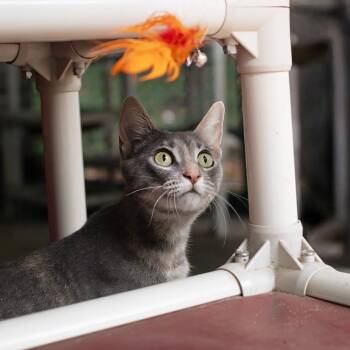 Rescue Domestic Short Hair Cats for Adoption in Belleville, Illinois - Huckleberry - Reduced Adoption Fee | PetCurious