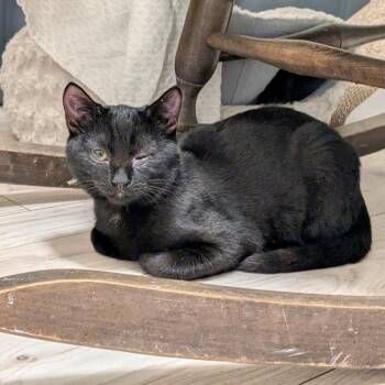 Spider -  Domestic Short Hair Cat for Adoption in Keizer, Oregon - Spider | PetCurious