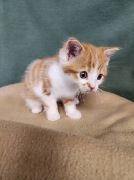 Rescue Domestic Short Hair Cats for Adoption in Wabash, Indiana - Mark | PetCurious