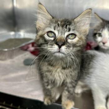 Chiffon -  Domestic Long Hair Cat for Adoption in Matteson, Illinois - Chiffon | PetCurious