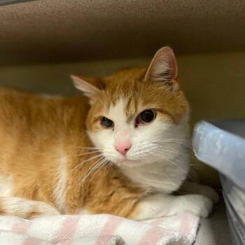 Poodle -  Domestic Short Hair Cat for Adoption in Walden, New York - Poodle | PetCurious