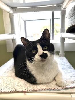 Rescue Domestic Short Hair Cats for Adoption in Archbold, Ohio - Moonbeam | PetCurious