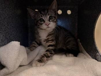 RASCAL -  Domestic Short Hair Cat for Adoption in Tustin, California - RASCAL | PetCurious