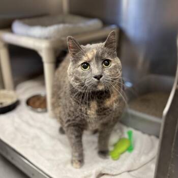 Joanna--In Foster -  Domestic Short Hair Cat for Adoption in Fargo, North Dakota - Joanna--In Foster | PetCurious