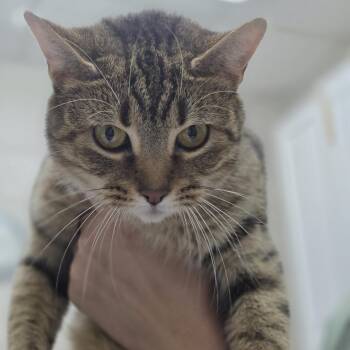 Mama -  Domestic Short Hair Cat for Adoption in Huntsville, Alabama - Mama | PetCurious