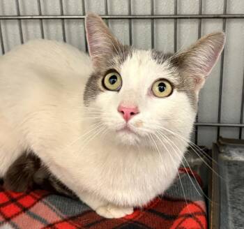 Maple St -  Domestic Short Hair Cat for Adoption in Rock Springs, Wyoming - Maple St | PetCurious