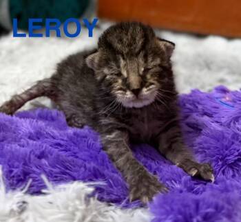 Domestic Short Hair Cats Available for Adoption in Leonardtown, Maryland - Leroy | PetCurious