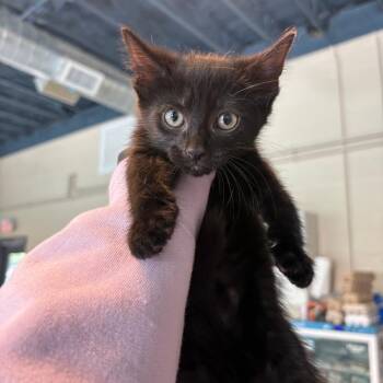Domestic Short Hair Cats Available for Adoption in Huntington, West Virginia - Mayson | PetCurious
