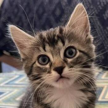 Sasha -  Domestic Medium Hair Cat for Adoption in Cumming, Georgia - Sasha | PetCurious