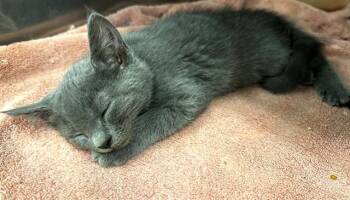 Domestic Medium Hair Cats Available for Adoption in Moreno Valley, California - CALYPSO | PetCurious