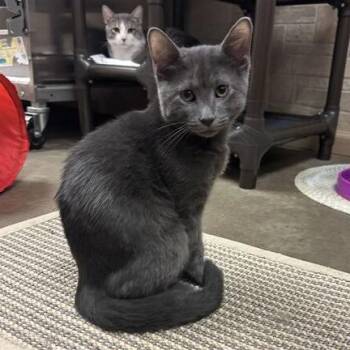 Damon -  Domestic Short Hair Cat for Adoption in Davenport, Iowa - Damon | PetCurious